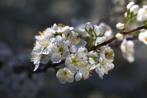 Gorgeous White Spring Blossom